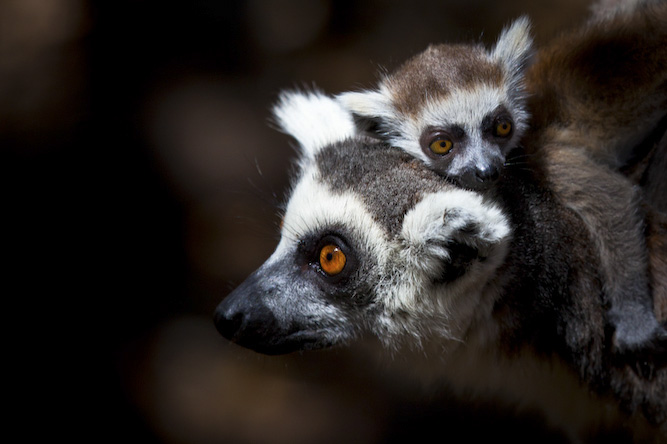Women's Day: lemur mom and baby. Photo by Shaun Norton