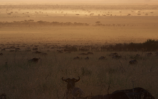 Grassland plains and sunset of Serengeti