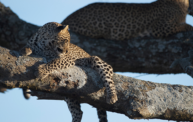 9 reasons to go to the Serengeti | Getaway Magazine