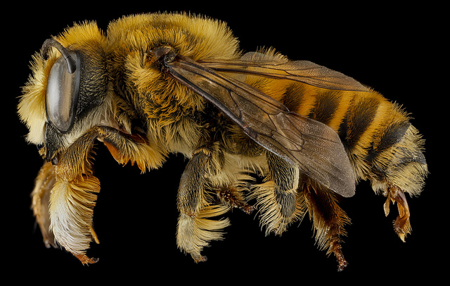 Megachile fortis. Photo by Sam Droege