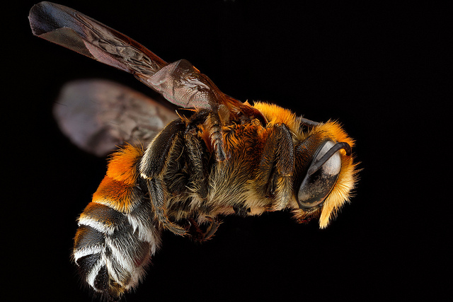 Megachile lanata. Photo by Sam Droege