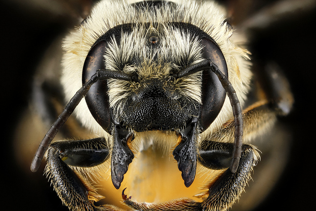 Megachile latimanus. Photo by Sam Droege