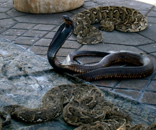 Snake Charming, Marrakech