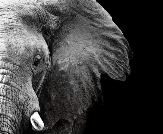 how the ivory trade is making a killing