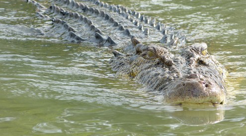 Saltwater crocodile. Photo by Michael Dum