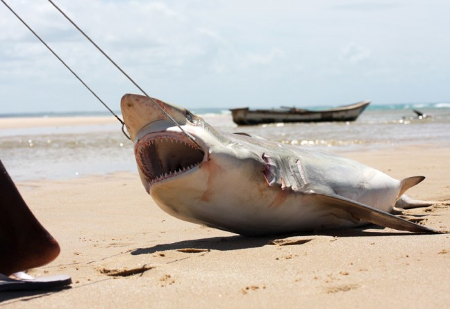 Shiver, shark finning, documentary, Tofo, Mozambique