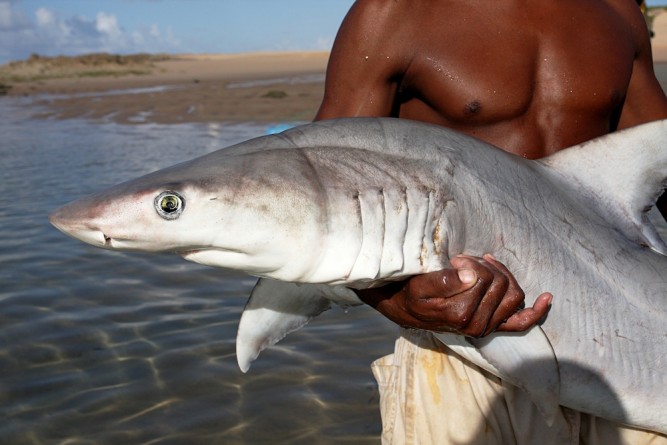 Shiver, shark finning, documentary, Tofo, Mozambique
