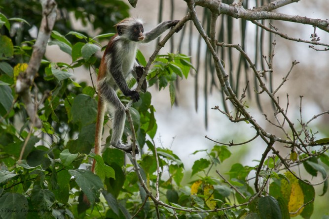 Red Colobus Monkey in the trees