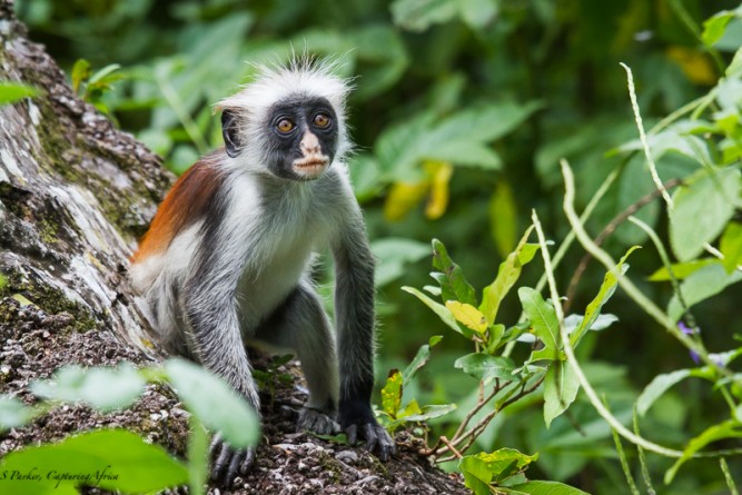 A Young Red Colobus Monkey
