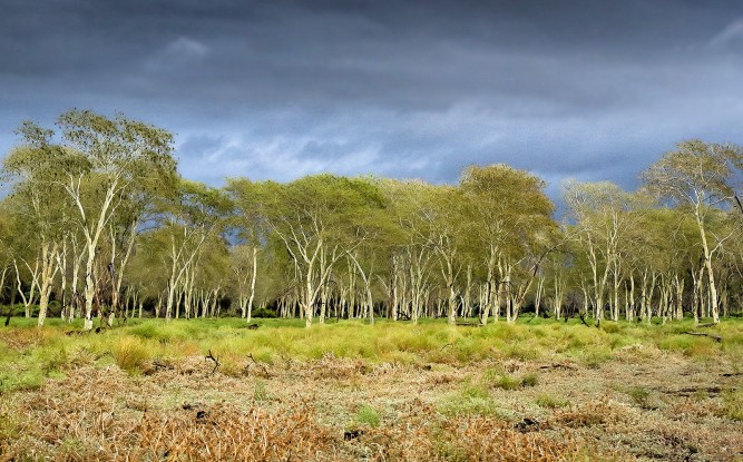 Fever Tree forest, Pafuri