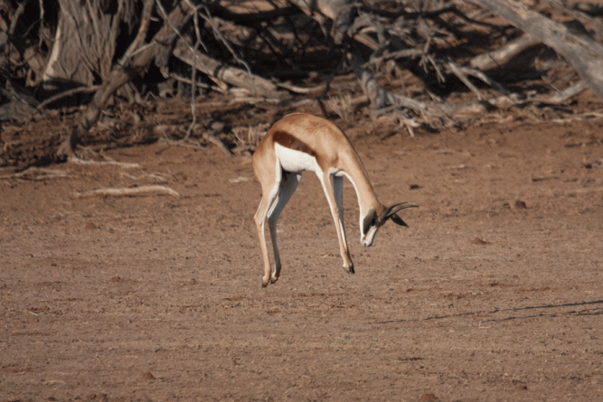 Springbok bowing