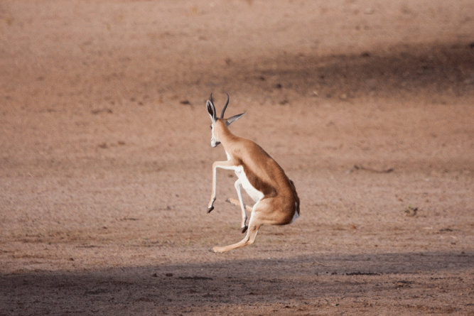 Springbok mid-air