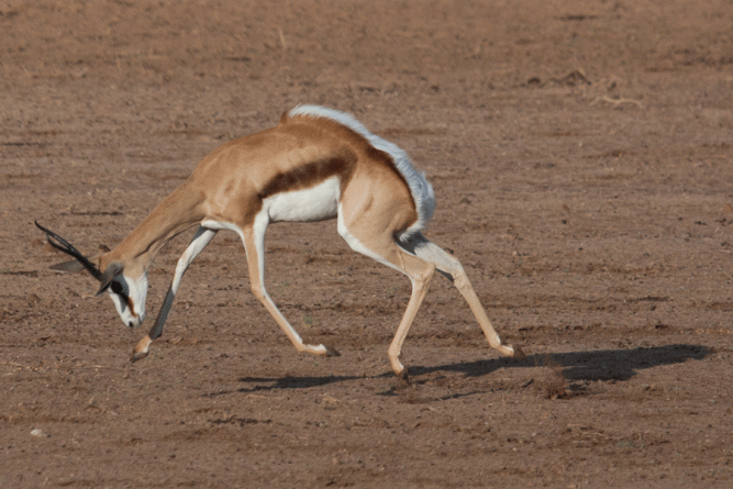 Springbok pronking