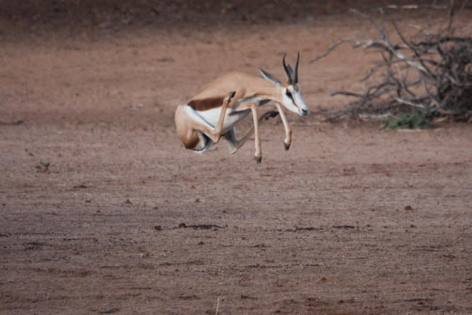 Springbok Kgalagadi