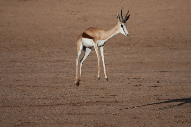 Springbok Kgalagadi