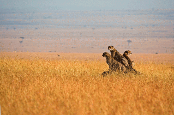 Cheetahs-tanzania-istock