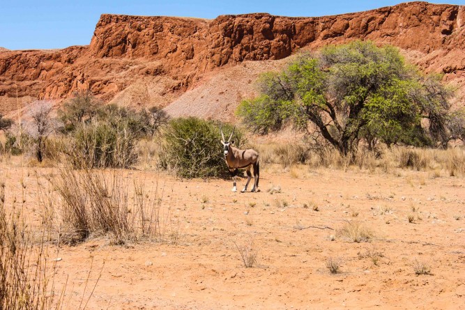 Oryx gemsbok in Namibia