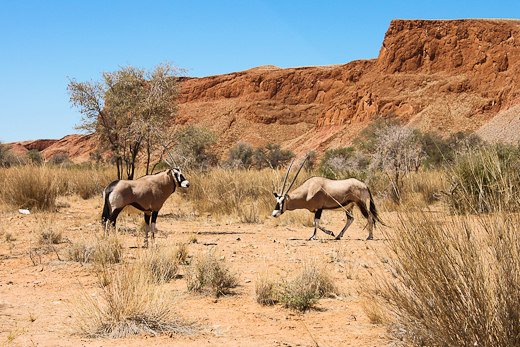 Oryx at Namib Desert Lodge