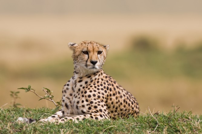 cheetah-kenya-istock