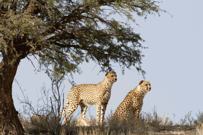 cheetahs-kgalagadi-istock
