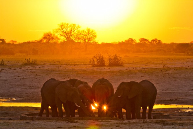 Hwange National Park, Zimbabwe, Elephants, Aaron Gekoski