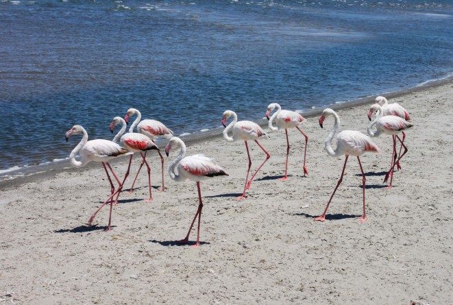 Flamingoes at Walvis Bay