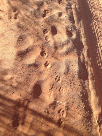 Fox tracks