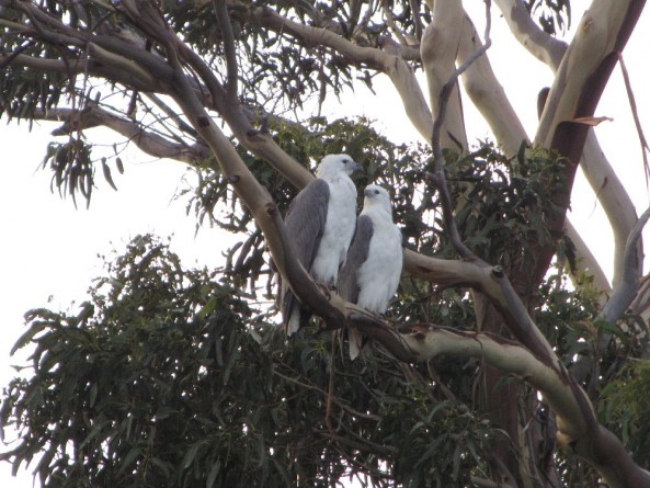 A pair of fish eagles in a bluegum, Bruny Island