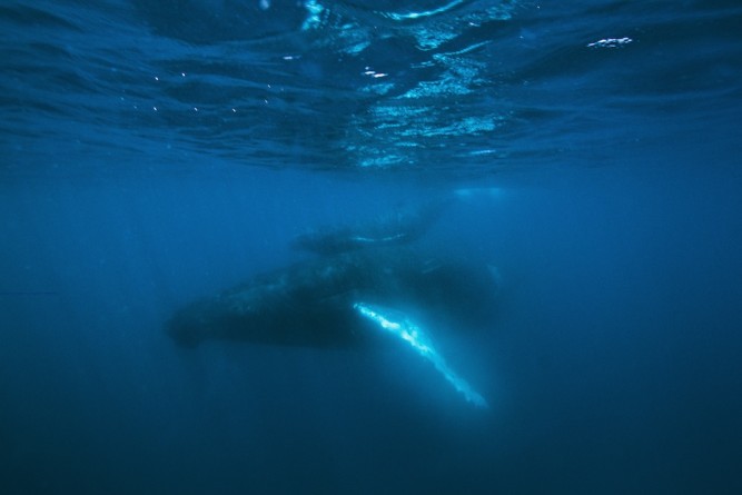 Humpback whale and calf, Tofo, Mozambique, Aaron Gekoski