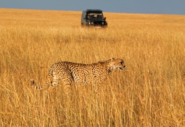 Cheetah-tanzania-istock