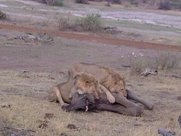 Elephant kill by lions: photo by Paddy Probert