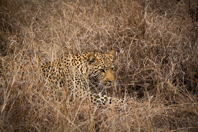 Thornybush leopard on the move