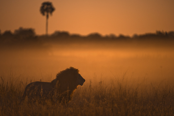 To find lions do something other than sleeping is always a bonus. So finding this beautiful male walking in the mist and being side lit by the rising sun made this sighting that much more special   - which was taken in the Okavango Botswana. Photo by Greg Anderson