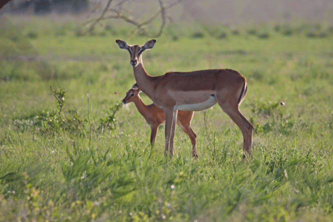 rory-bruins-impala-kalahari