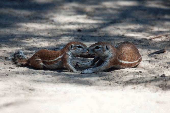 rory-bruins-ground-squirrel-ckgr