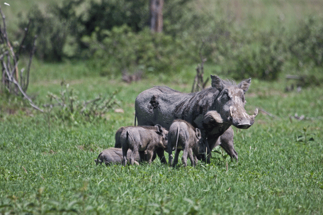 A mother warthog and her litter © Rory Bruins