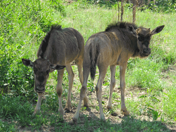 rory-bruins-wildebeest-calk-ckgr