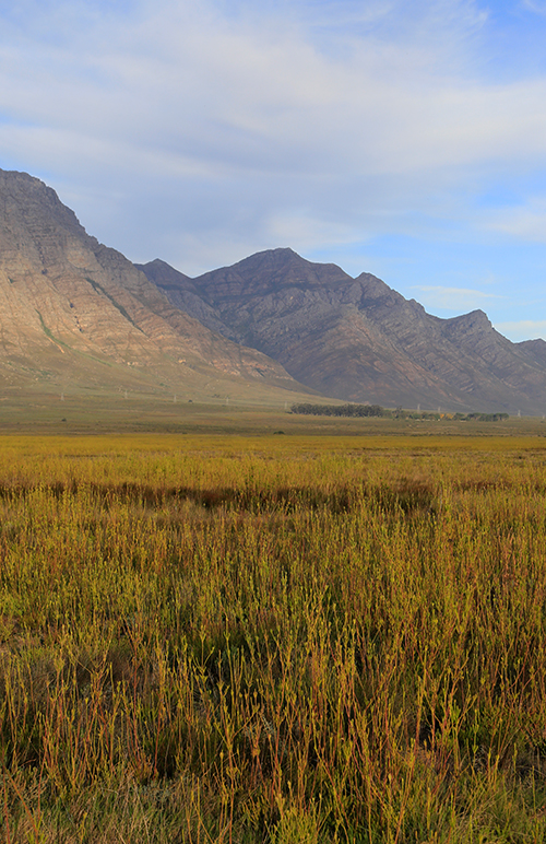 Fields of fynbos at the reserve at Bartholomeus Klip