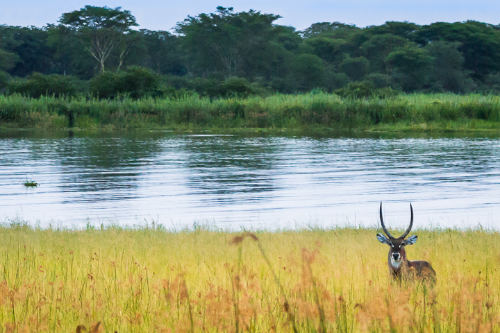 Waterbuck, Liwonde National Park, Malawi