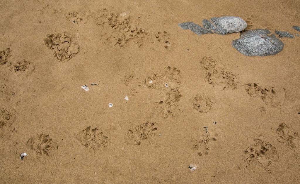 Fresh otter tracks on the sand near the huts on day 2.