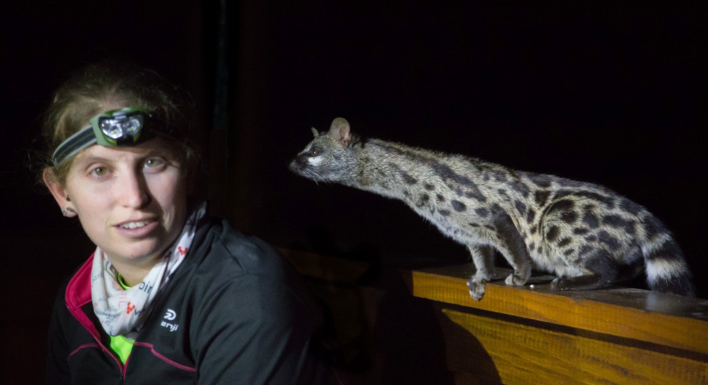 The genets were fearless.