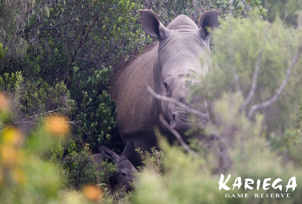 Thandi and her new calf seen wandering in the Kariega Game Reserve.