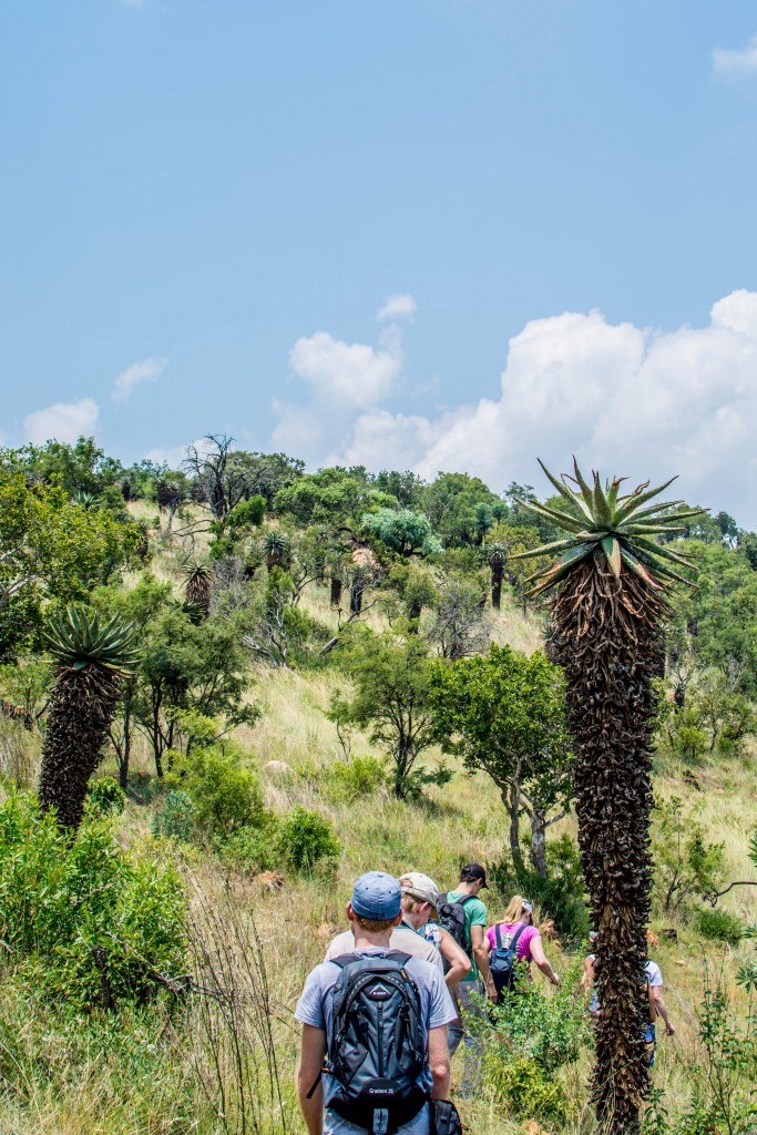 Aloes as big as trees! Photo by Melanie van Zyl. 