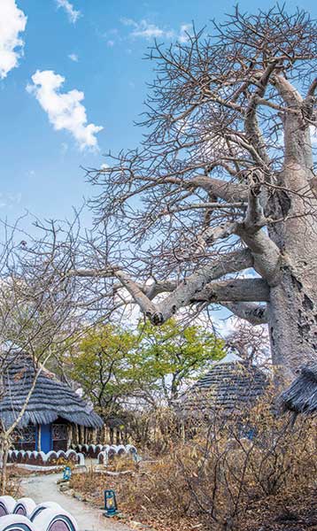 The quirky rondavels and Planet Baobab are set in the shelter of enormous baobabs.