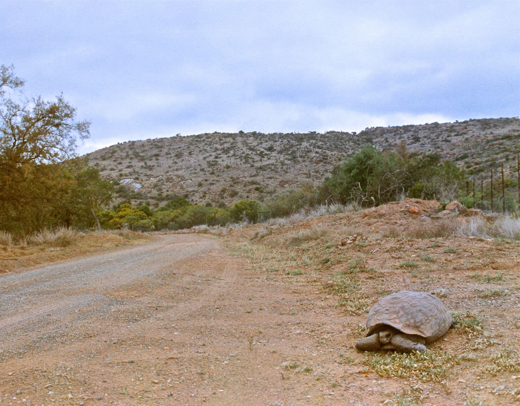 A fellow slow-moving traveller spotted near Langfontein Guest Farm. Photo Megan King