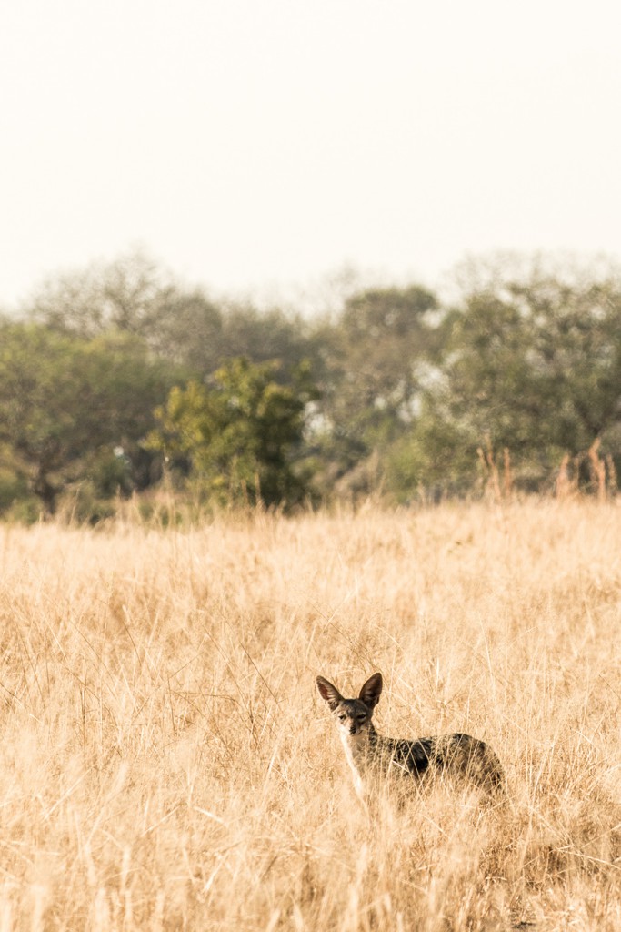 Here a blackbacked jackal peers through the tall grass, which provides a perfect hunting ground for these small carnivores.