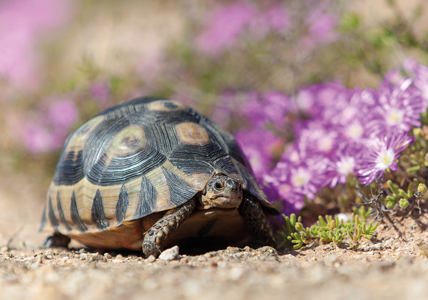 Namaqualand Tent Tortoises are everywhere along this stretch of coastline. Look out for them on the roads. Photo by Chris Davies.