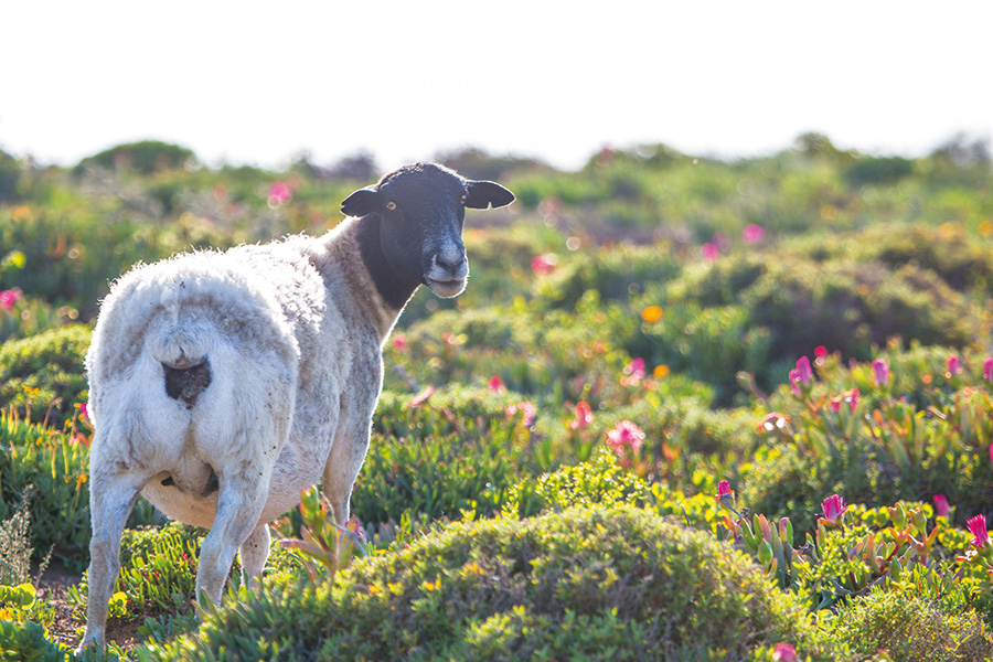 South of the Groenrivier, sheep graze along the coastline, replaced  by steenbok as you enter the Namaqua National Park. Photo by Tyson Jopson. 