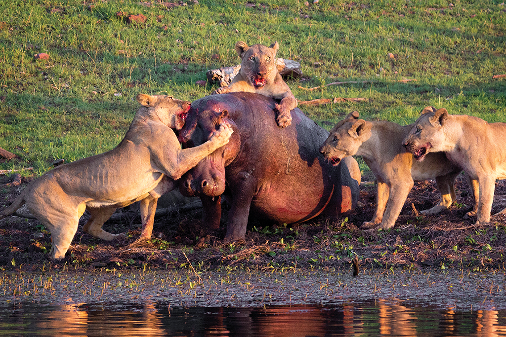Lions try to take down a hippo on the shores of Kariba. The hippo eventually escaped, minus its ears and tail. Photo by Josh Oates