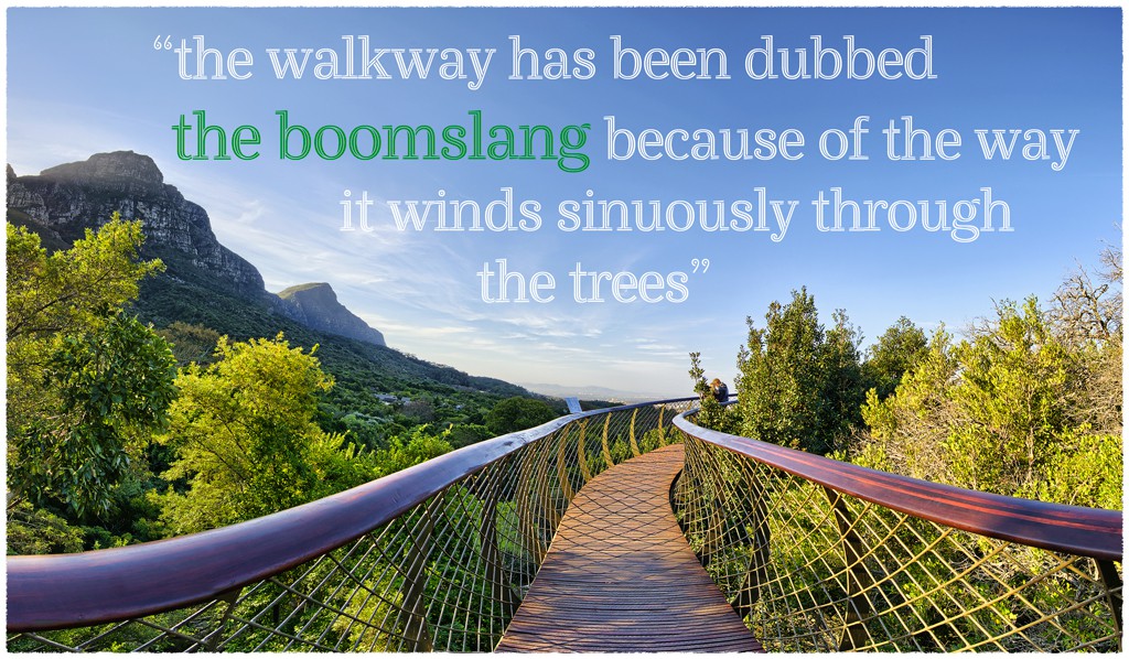 The Boomslang